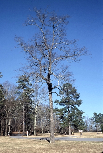 {Diospyros virginiana}